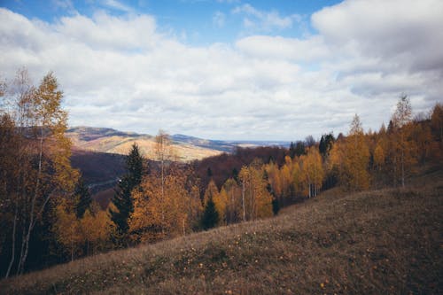 Free Forest on Hill in Autumn Stock Photo