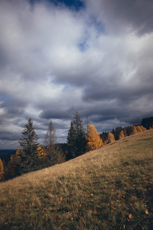 Безкоштовне стокове фото на тему «вертикальні постріл, дерева, осінь»