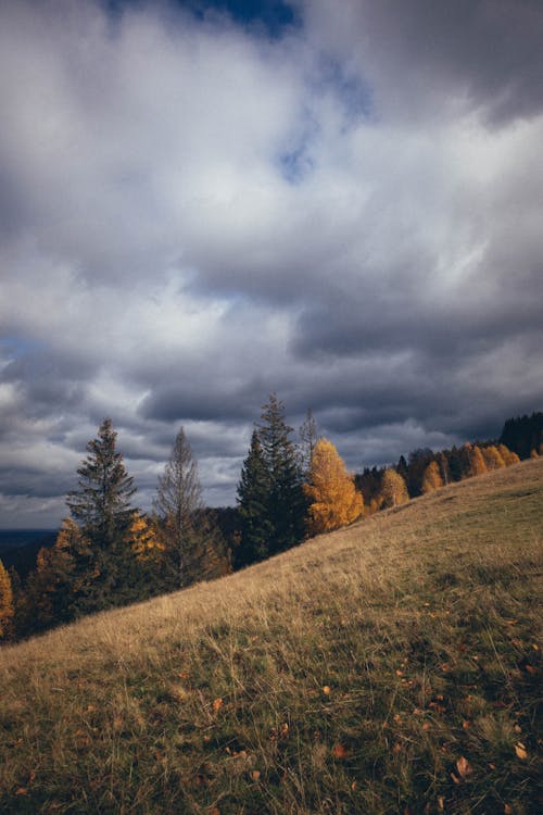 Trees on Hill in Autumn