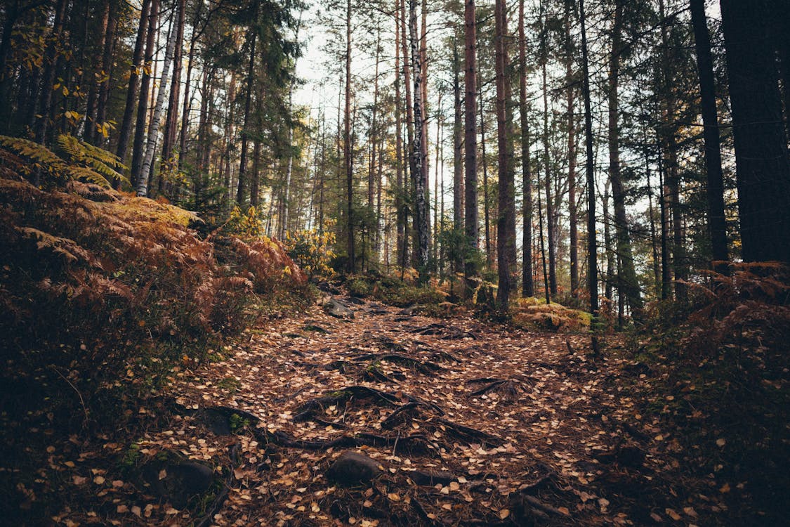 Trail in the Forest