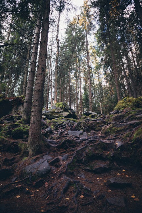 Mossy Rocks Beside the Trees