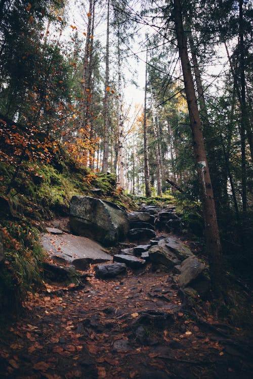 Rocky Footpath in Deep Forest