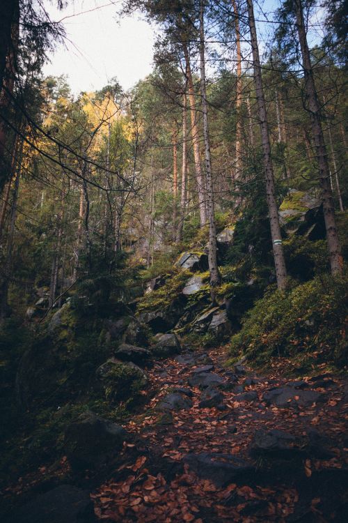 Free Explore a rocky footpath in a serene forest with tall trees during autumn, capturing nature's essence. Stock Photo