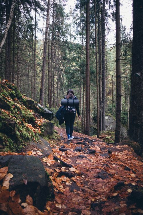Free Woman with backpack hiking a forest trail surrounded by tall trees and autumn leaves. Stock Photo