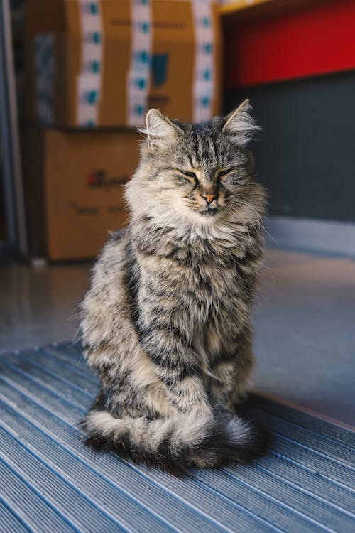 Close-Up of a Tabby Cat 