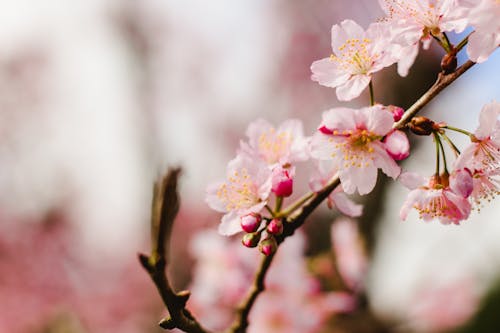 Close-Up Photograph of Pink Blossom Flowers