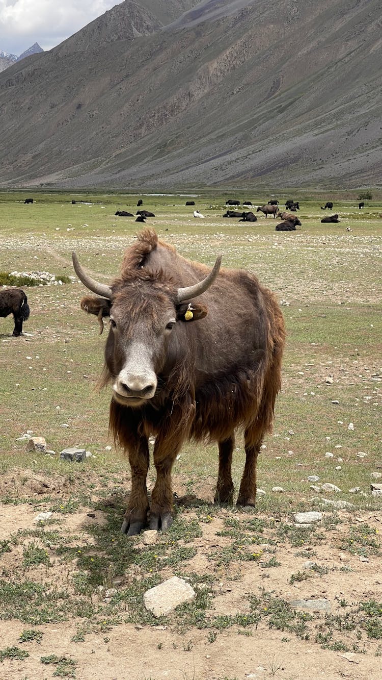 Brown Domestic Yak On Grassland