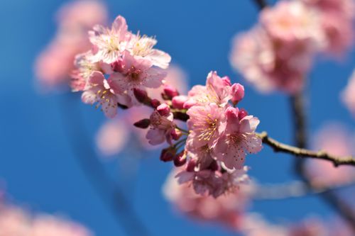 Free Close-up of vibrant pink cherry blossoms against a clear blue sky, symbolizing renewal. Stock Photo