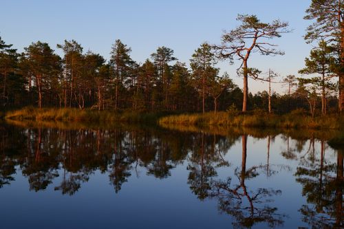 Free Peaceful lakeside view with forest reflections under a clear sky, showcasing calm nature and tranquility. Stock Photo