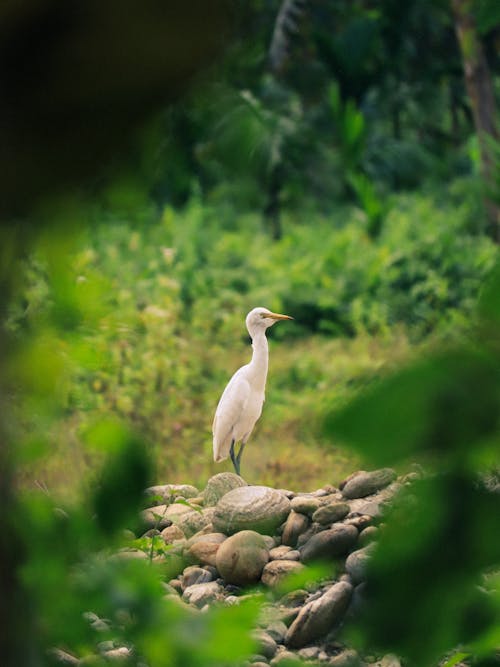 Standing Heron on Stones