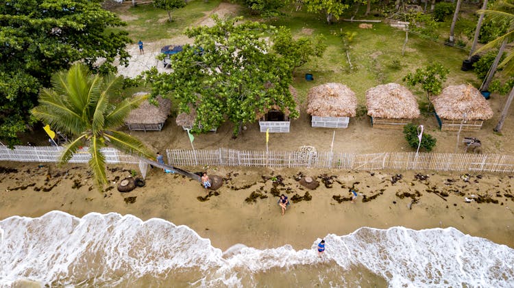 People On Beach Near Sheds And Palm Tree