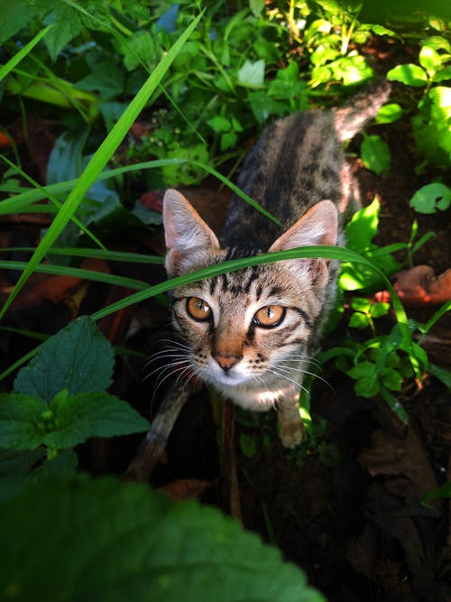 고양이, 고양잇과, 녹색 식물의 무료 스톡 사진