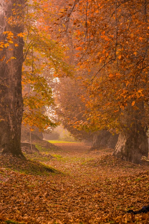 Photos gratuites de arbres, automne, coloré