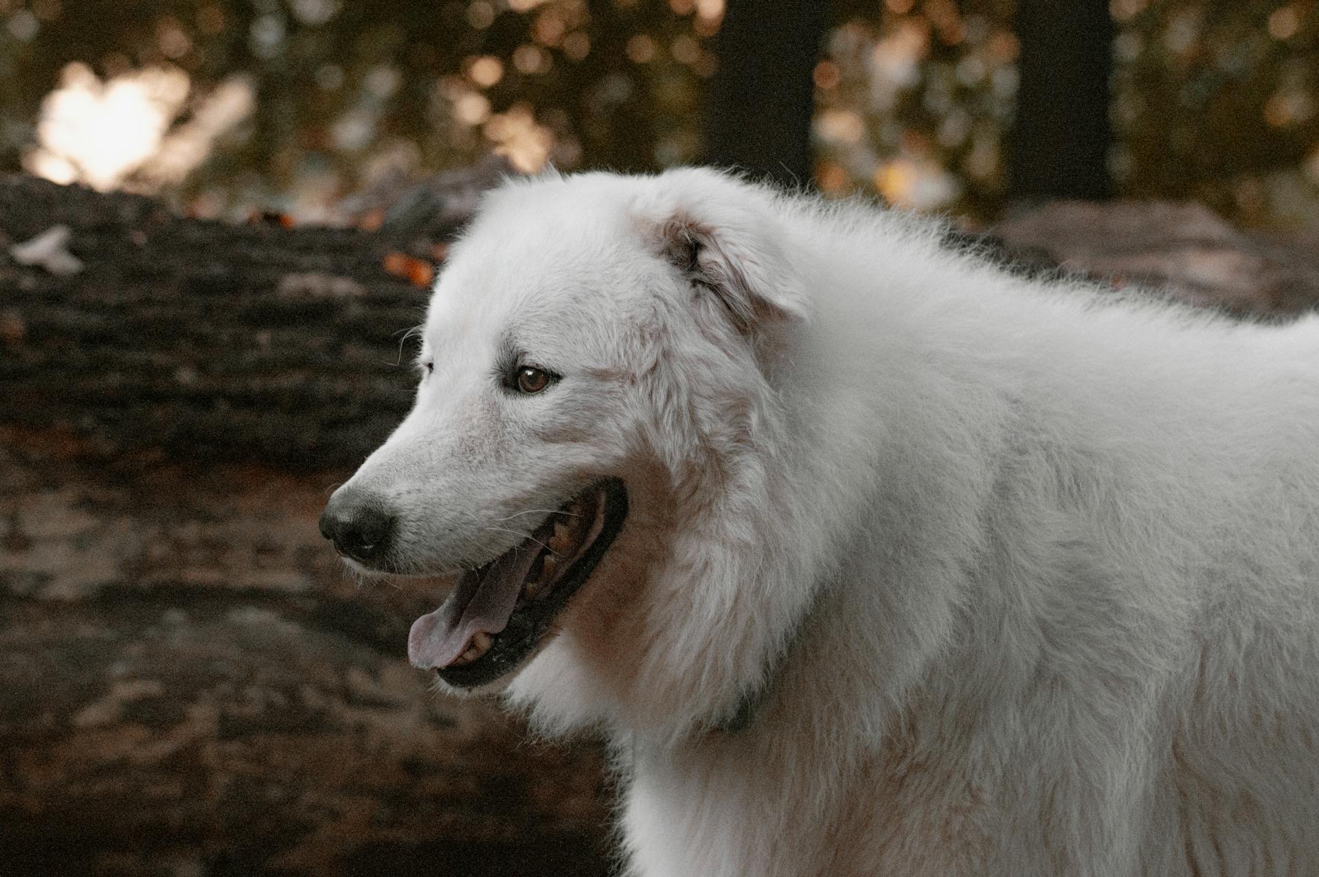 Close Up Photo of a White Long Coated Dog