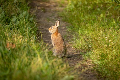 Photos gratuites de animal, fermer, lapin