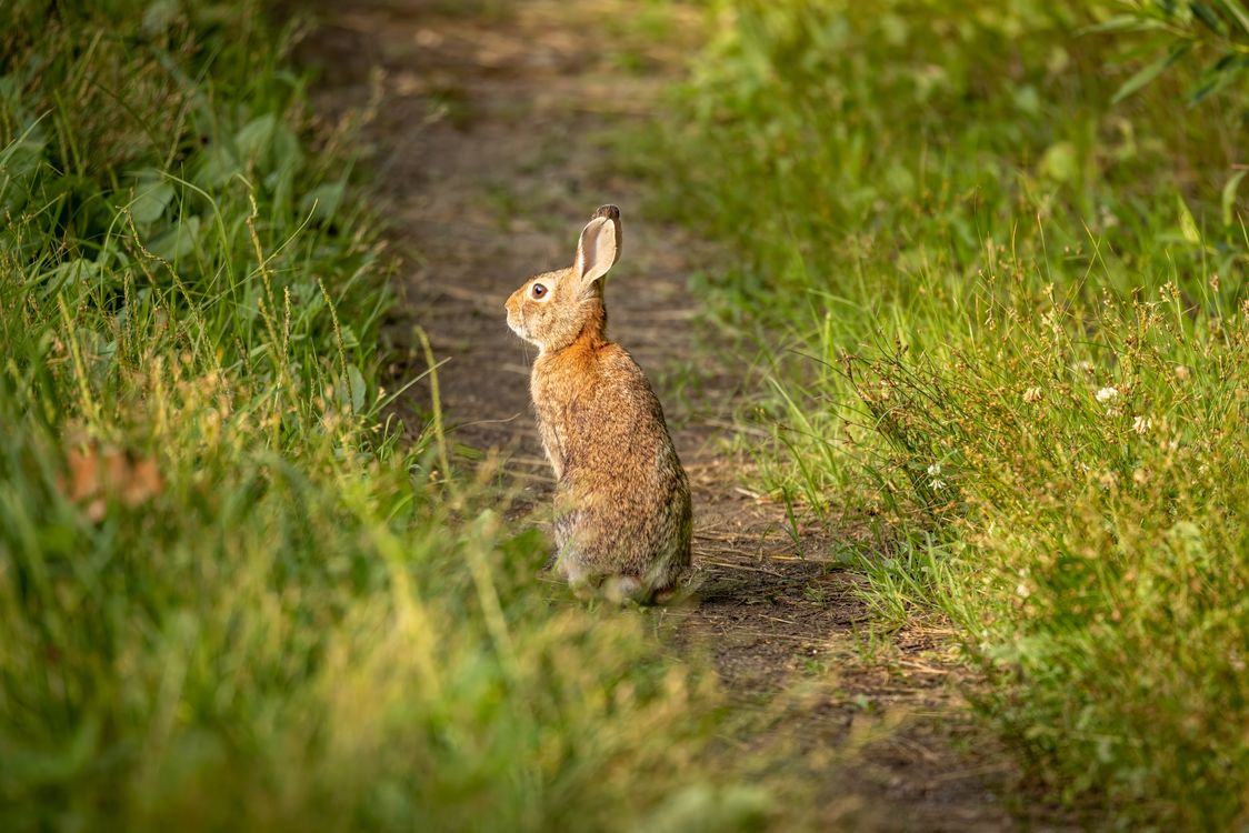 A Rabbit on the Ground · Free Stock Photo