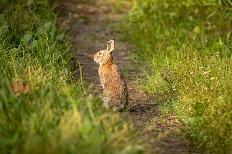 A Rabbit On The Ground 