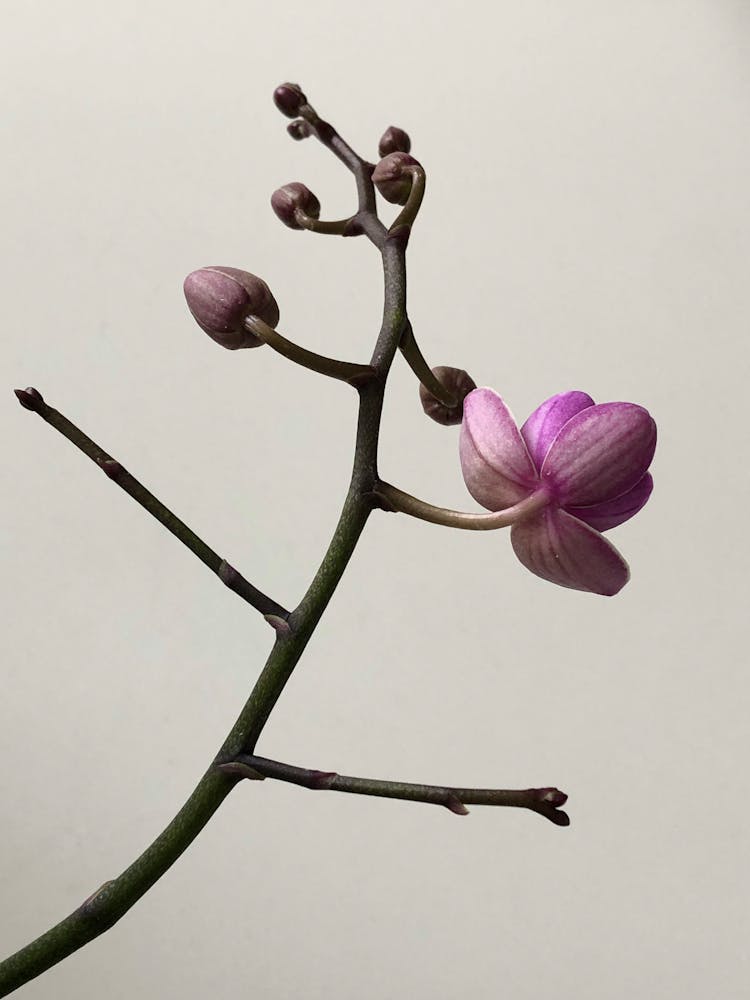 Purple Flower With Brown Stem