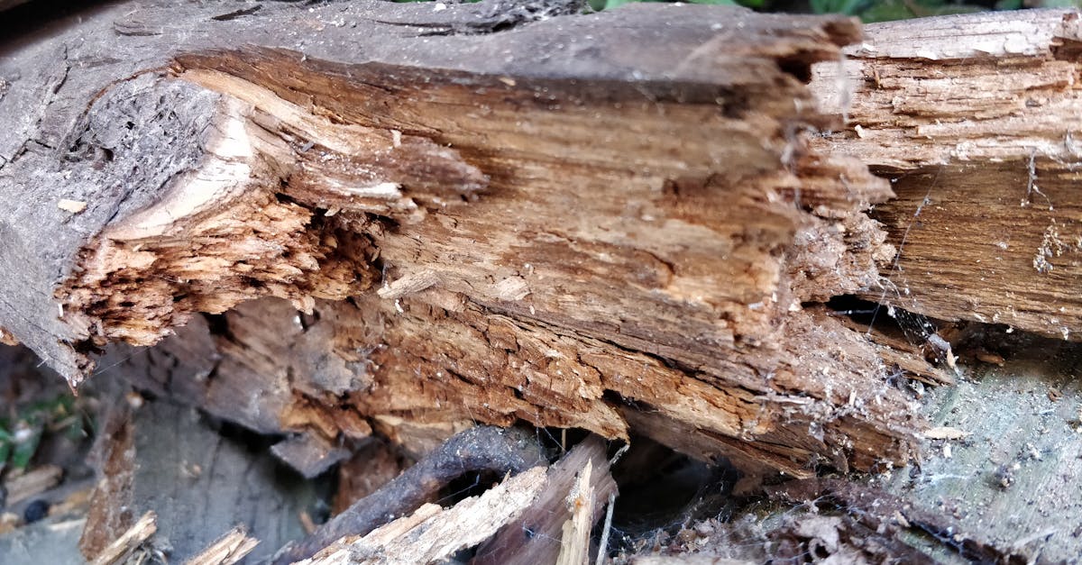 Free stock photo of Rotten Wood