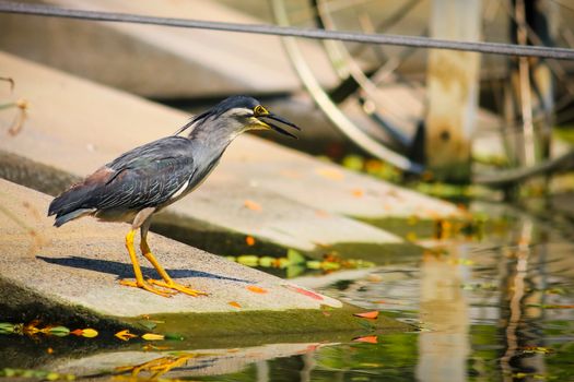 Striated Heron near Body of Water