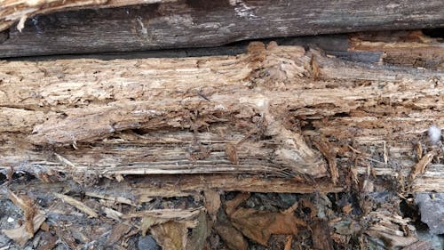 Free stock photo of rotten wood