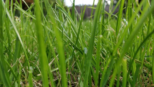 Free stock photo of grass close up