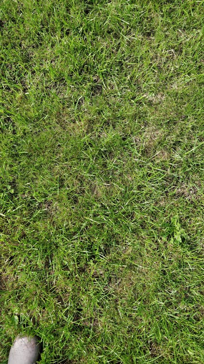 Free stock photo of Grass texture topdown