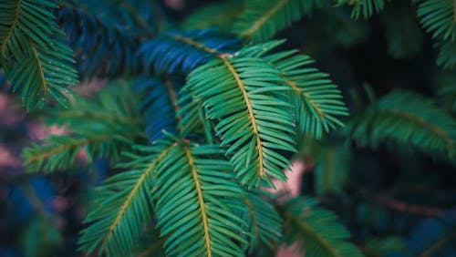 Green Leaves in Close Up Shot