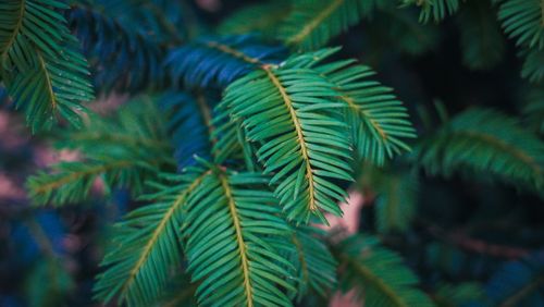 Free Detailed close-up of lush green pine leaves showcasing natural texture and vibrant colors. Stock Photo