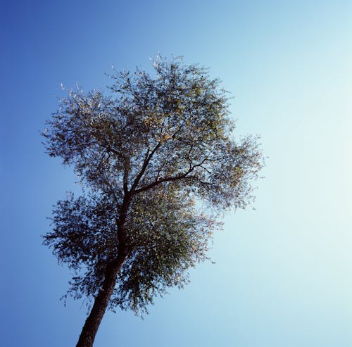Imagine de stoc gratuită din arbore, cer senin, fotografie cu unghi mic