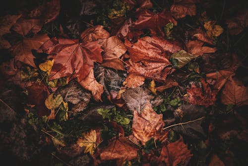 Darmowe zdjęcie z galerii z jesień, kolory, liście