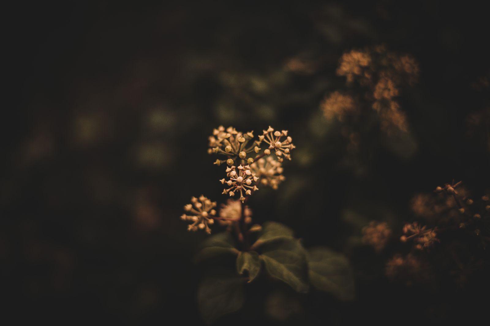 Blossoming flowers in a moody garden — photo by Tanhauser Vázquez R. on Pexels