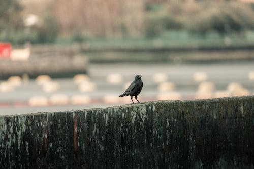 Darmowe zdjęcie z galerii z latać, pióra, promenada