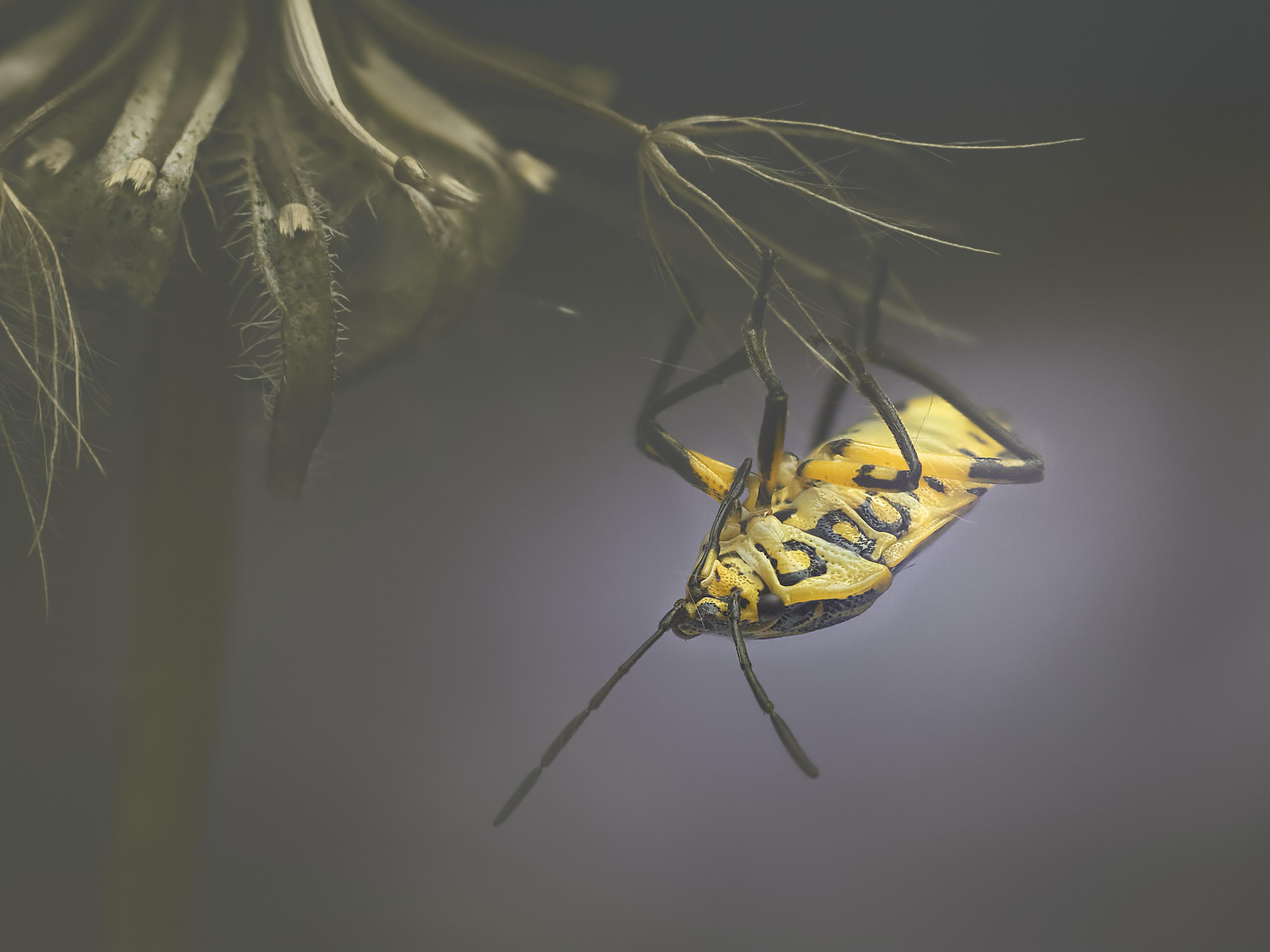 Macro shot of a yellow bug hanging upside down from a dried plant in nature.