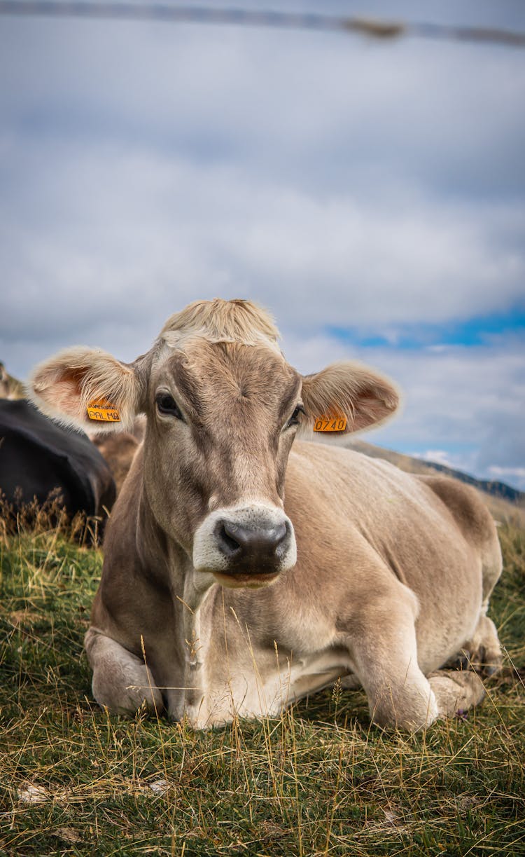 Close-Up Shot Of A Cattle On The Grass 