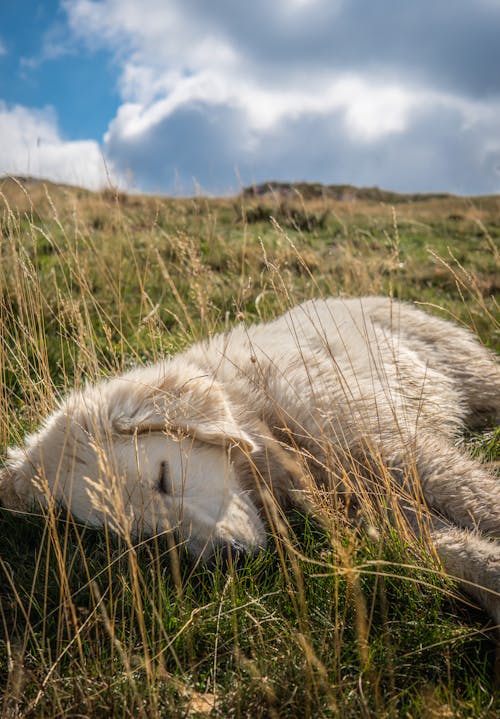 Photo of White Furry Dog laying on Grass