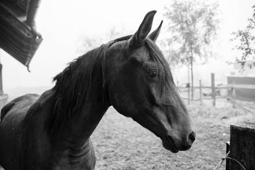 A serene black horse in a grayscale outdoor setting, exuding calm elegance.