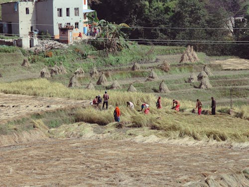 下田, 农民, 景觀 的 免费素材图片