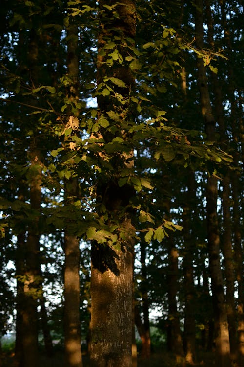 Green and Brown Tree