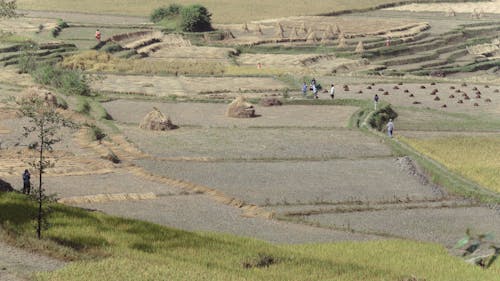 Foto stok gratis agrikultura, lahan pertanian, orang berjalan