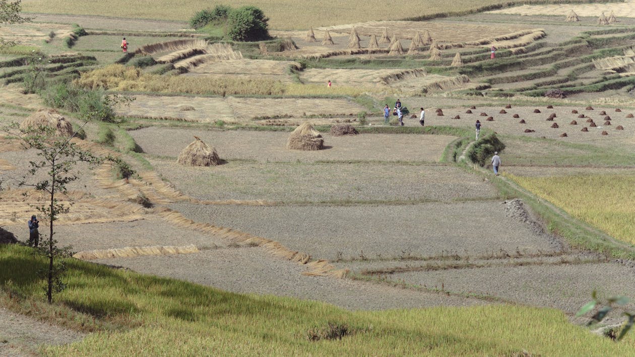 Základová fotografie zdarma na téma jdoucí lidé, orná půda, rýžové pole