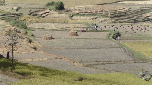 Free Aerial view of rice fields with people harvesting in a picturesque countryside setting. Stock Photo