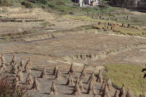 Farmers Harvesting in the Field 