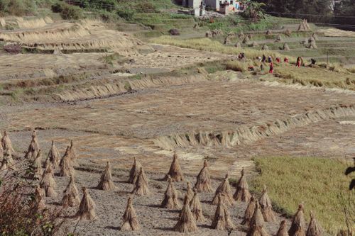 Free A group of farmers working in terraced fields harvesting crops during daytime. Stock Photo