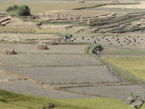 Free Drone shot capturing farmers working in vast rural fields during harvest season. Stock Photo