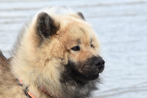 คลังภาพถ่ายฟรี ของ eurasier, พอร์ตเทรตสัตว์, ภาพสุนัข