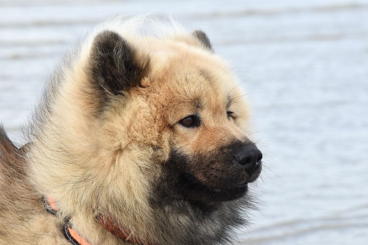 Chien d’eau frison - Tempérament : un compagnon fidèle, vigilant et indépendant