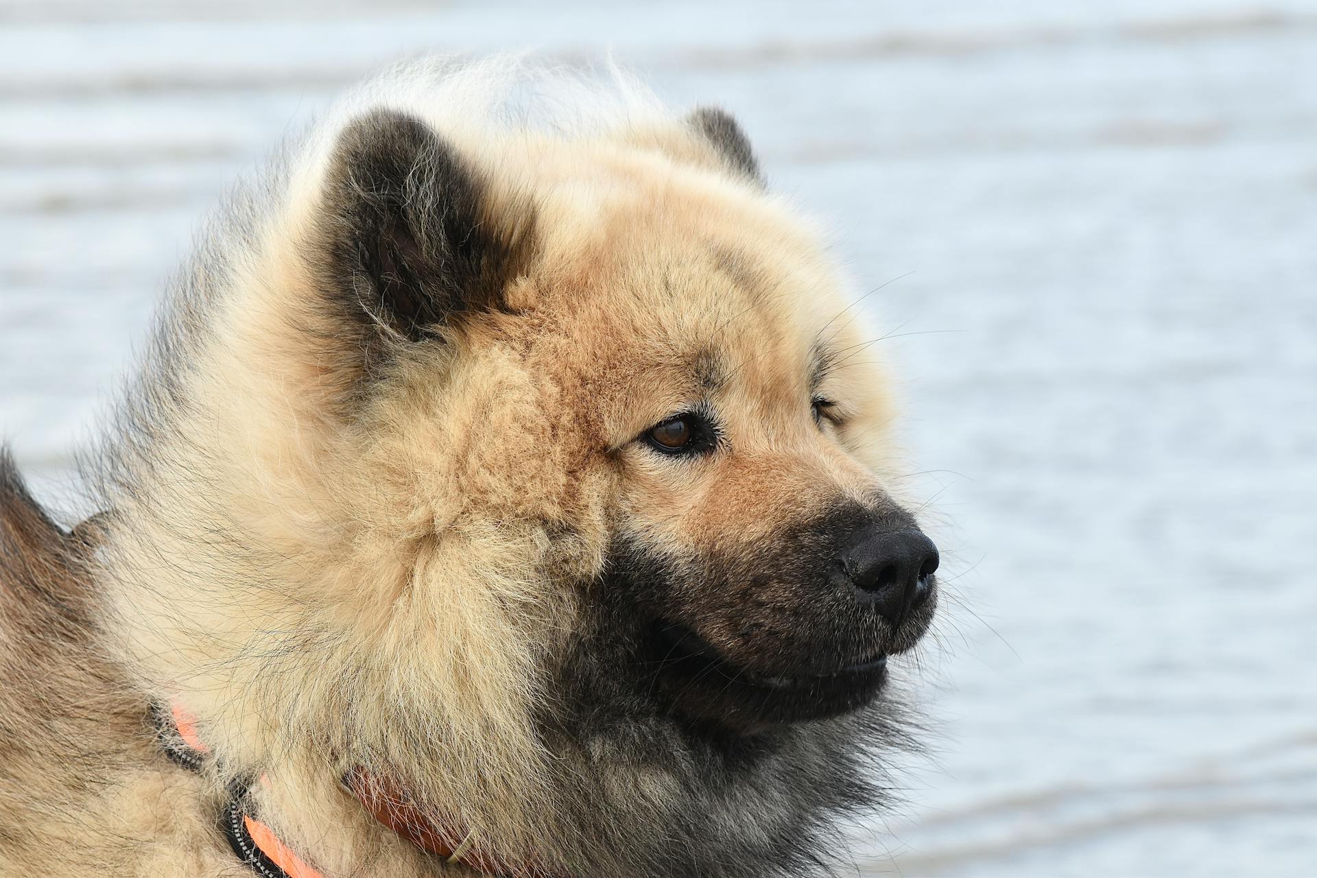 Close-Up Shot of an Eurasier Dog