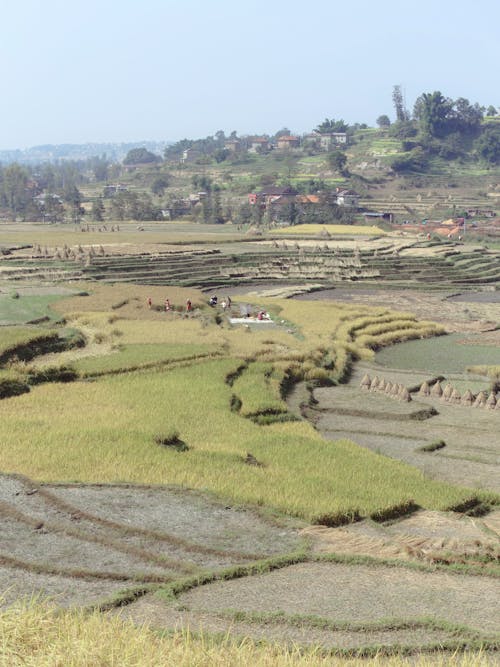 Landscape of Terrace Farmlands 