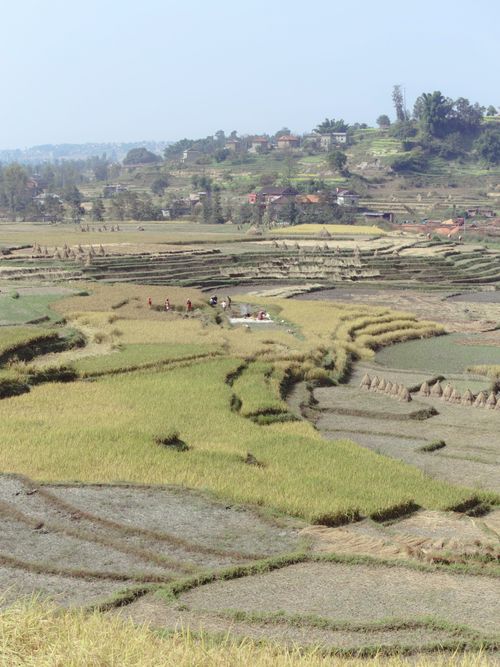 Free Aerial view of lush terraced farmland under a summer sky, showcasing agriculture at its best. Stock Photo